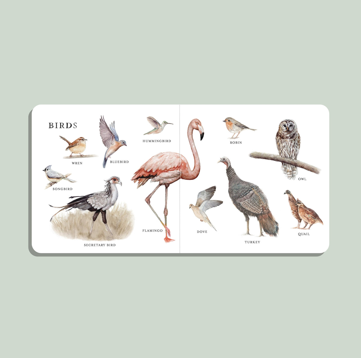 Our Big Book of Animals by Tabitha Paige