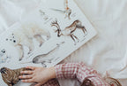 Our Big Book of Animals by Tabitha Paige